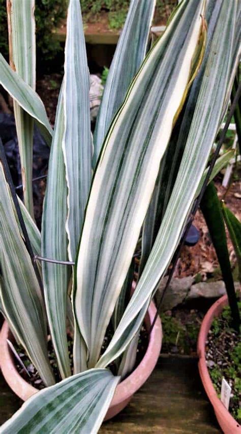 10 Exquisite Snake Plant Varieties You Need To Know Ames Farm Center