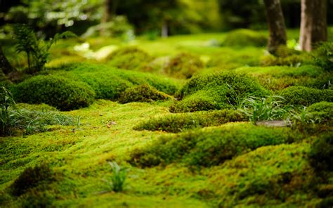 Moss Garden A Magical Backyard Pinterest