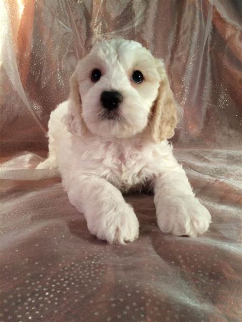 Cockapoo puppies for sale ready springtime 2021. White Cockapoo Puppies For Sale - The Best Nude Bikini Images