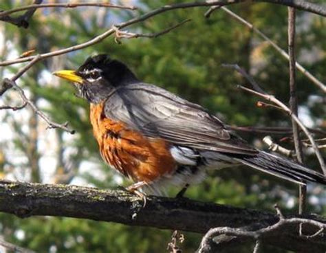 Robin road (republic of singapore). Robin in tree