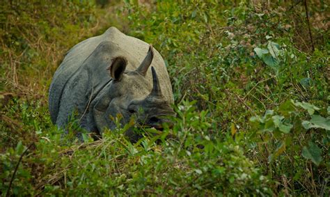 Wallpaper Grass Wildlife Rhino Safari Fauna Mammal Hide Horn