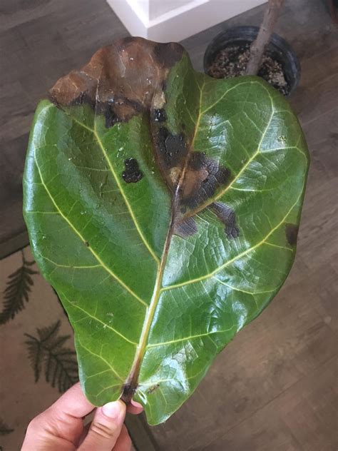 What Causes Brown Spots On Fiddle Leaf Fig Leaves And How To Treat It
