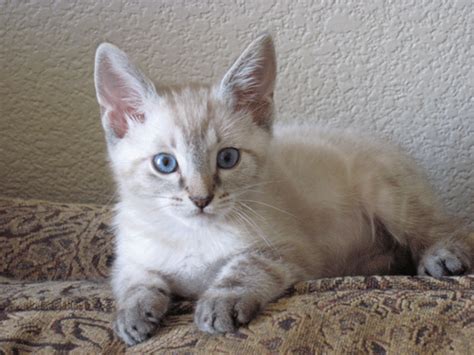 Siamese cats have a very distinct personality. my baby #siamese mix #kitten | Siamese / Lynx Point ...