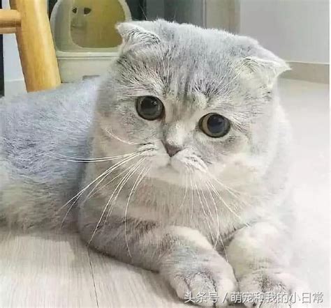 This is 五顏六色蘇格蘭摺耳貓bb by lao lita on vimeo, the home for high quality videos and the people who love them. 一隻腦袋圓圓眼神無辜的蘇格蘭摺耳貓，簡直萌到犯規 - M頭條