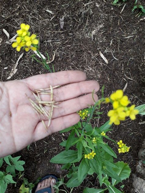 Mustard seeds on white pile of grain aromatic tag mustard vector bowl of dry food black mustard mustard grains bowl mustard seeds isolated black pepper and ginger. My mustard seeds | Mustard seed, Seeds, Plants