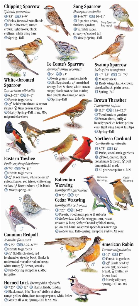 Birds Of Minnesota Quick Reference Publishing