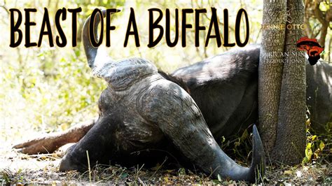Buffalo Surprise Youtube