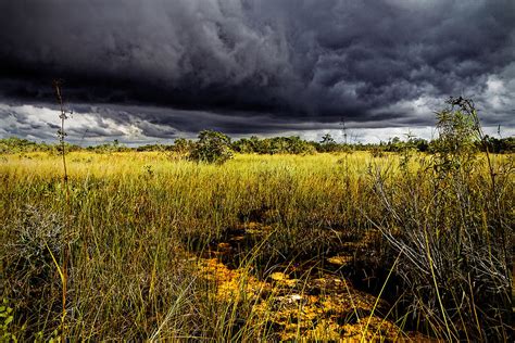 Everglades Prairie 3364 Photograph By Rudy Umans Pixels