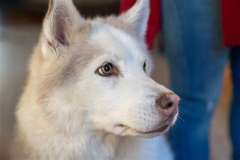 Discover Your Huskys Type Learn How To Best Care For Them Planet Husky