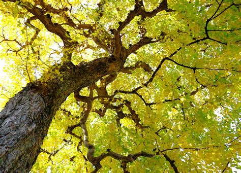 Efficacy and safety of ginkgo biloba in patients with acute ischemic stroke: Ginkgo biloba, copacul nemuritor, fascinant şi indestructibil