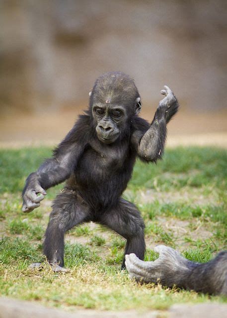 Joanne 2 Cute Baby Monkey Baby Gorillas Baby Animals