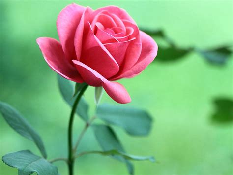 Gambar Koleksi Gambar Bunga Mawar Cantik Indah Taman Pink ...