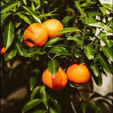 Rare Pokok Limau Mandarin Cina Manis Chinese Oranges Mandarin
