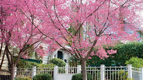 Design a landscape that has design a landscape that has flowers in it every day out of the year. Okame Cherry - Growing Cherry Blossoms - Southern Living