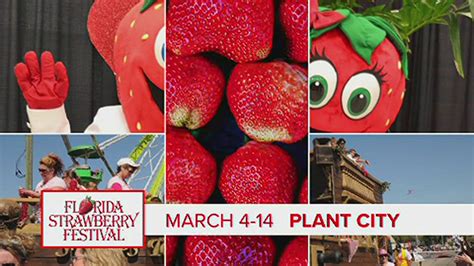 We camped at florida strawberry festival seminole lot in a fifth wheel. You could win tickets to the Strawberry Festival! | wtsp.com