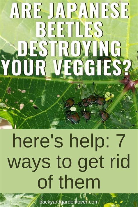 Think differently, try new techniques, especially when learning how to get rid of cucumber beetles, and keep a journal so each year as your garden grows so do you. How To Get Rid Of Japanese Beetles And Save Your Garden ...
