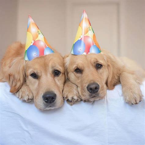 Golden Retriever Birthday Memes 1000 Ideas About Happy Birthday Dog On