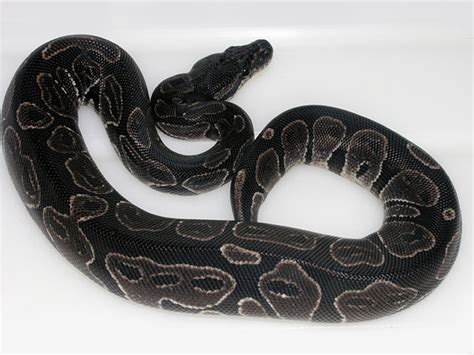 Black Axanthic Morph List World Of Ball Pythons