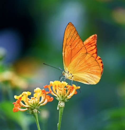 Try the best online travel planner to plan your travel itinerary! Kuala Lumpur Butterfly Park - All You Need to Know Before ...