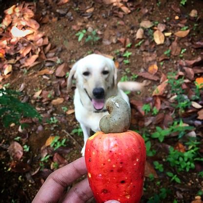 Humans love to eat almonds, salted, roasted or mixed with raisins and chocolate. Can Dogs Eat Cashews? | Healthy Paws Pet Insurance