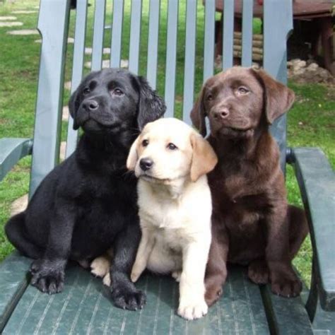 Black Yellow Chocolate Puppies Lab Puppies Labrador Puppy