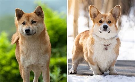 The shiba inu (柴犬, japanese: Shiba Inu vs Corgi: How Do These Canines Compare? - My Dog ...