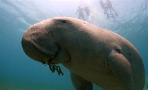 Dr donna kwan from the dugong mou secretariat attended the closing workshop of the dugong and seagrass conservation project (dscp) in bali, indonesia from 26 to 28 february 2019. Devoted to dugongs - Conservation Leadership Programme