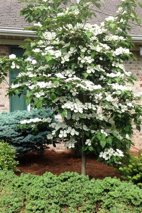 Small flowering trees zone 7. 9 Trees for Small Yards - Best Small Trees for Privacy and ...