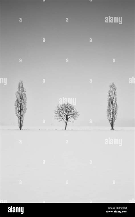 Alley Of Trees In Winter Stock Photo Alamy