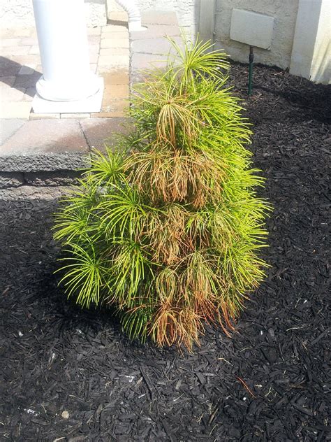 Why is my umbrella plant (schefflera) dropping leaves? Newly planted Japanese Umbrella Pine brown on one side ...