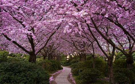 Trees Nature Cherry Blossom Path Flowers