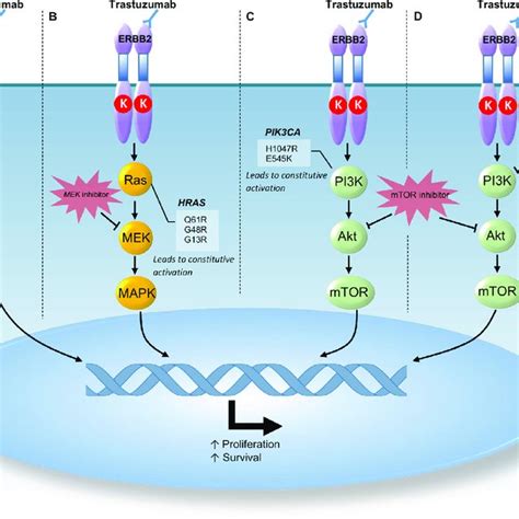 Schematic Representation Of Androgen Receptor Pathway Section A
