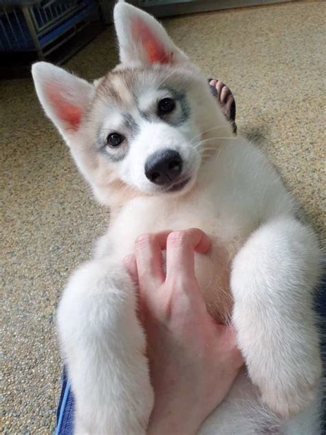 Siberian Husky Puppy Adopted - 2 Years 4 Months, Husky Puppy For Adoption from Kepong, Kuala