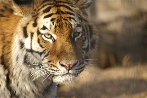 Sibirischer Tiger Zoo Hoyerswerda