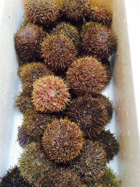 The Edible Ocean Try The Sea Urchin