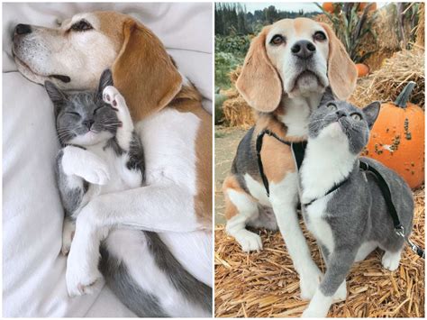 The Cutest Cat And Dog Love Each Other Photos And A Video