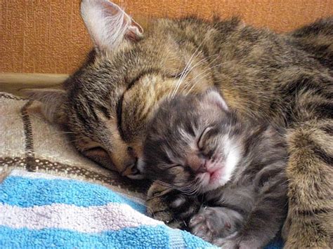 What is the most you've fostered at one time? mom cat with kitten by LadyFromNightmare on DeviantArt