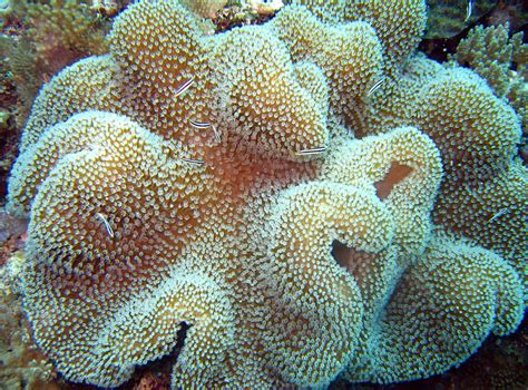 Coral Mushroom Leather Coral