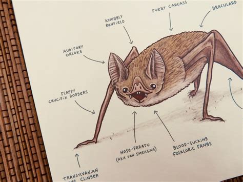 Anatomy Of A Vampire Bat Card Etsy