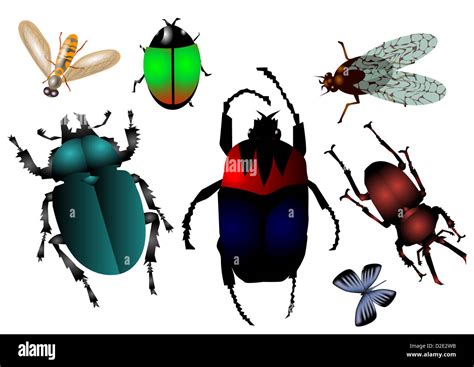 Set Of Insects Stock Photo Alamy