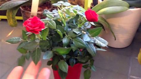 Potted Miniature Roses Useful Tips To Increase Blooming