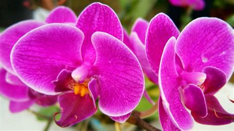 10 Gambar Bunga Cantik Dan Indah Warna Warni Gambar Top 10