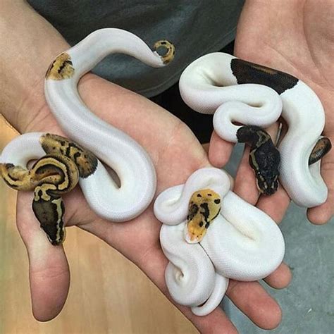 Pied Ball Pythons Photography By Snakesatsunset Cute Creatures