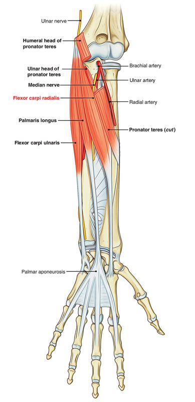 Flexor Carpi Radialis In 2021 Wrist Anatomy Carpi Anatomy Images And