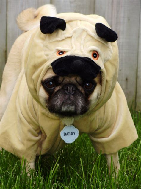 Pug In A Pug Costume Pugs In Costume Pugs Funny Pug Halloween Costumes