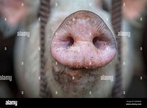 Macro Image Of Pig Snout Stock Photo Alamy