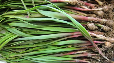 If you get rid of any japanese beetles you find early on, they won't have a chance to invite all their friends to join them or reproduce, so you one other suggestion i found in my extensive snoops online about how to get rid of japanese beetles: How to Get Rid of Wild Onions in Less Than Five Months!