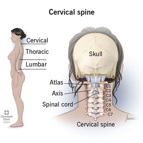 Cervical Spine Neck What It Is Anatomy And Disorders In 2022