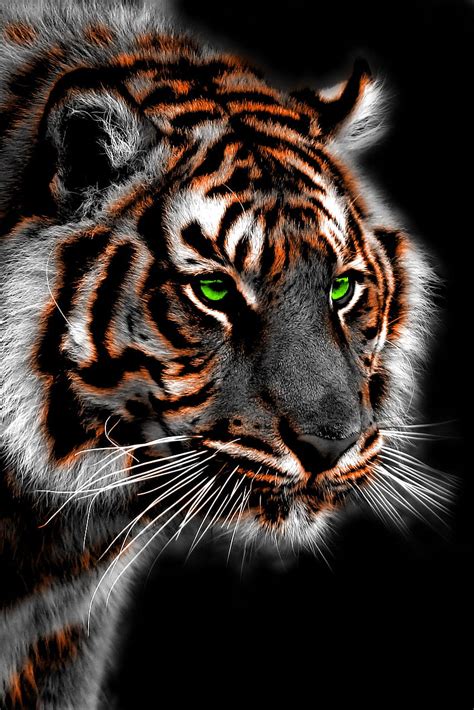Discover More Than 73 Royal Bengal Tiger Wallpaper Latest Noithatsivn