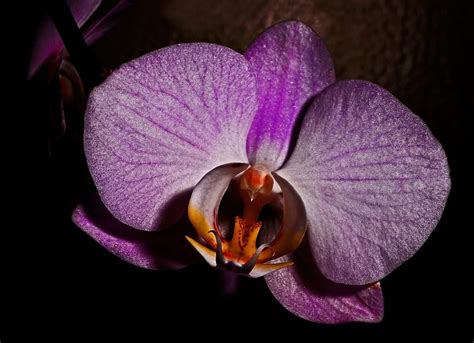 Purple Moth Orchid Free Image Peakpx